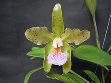 Load image into Gallery viewer, Cattleya granulosa