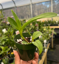 Load image into Gallery viewer, Den. violaceoflavens