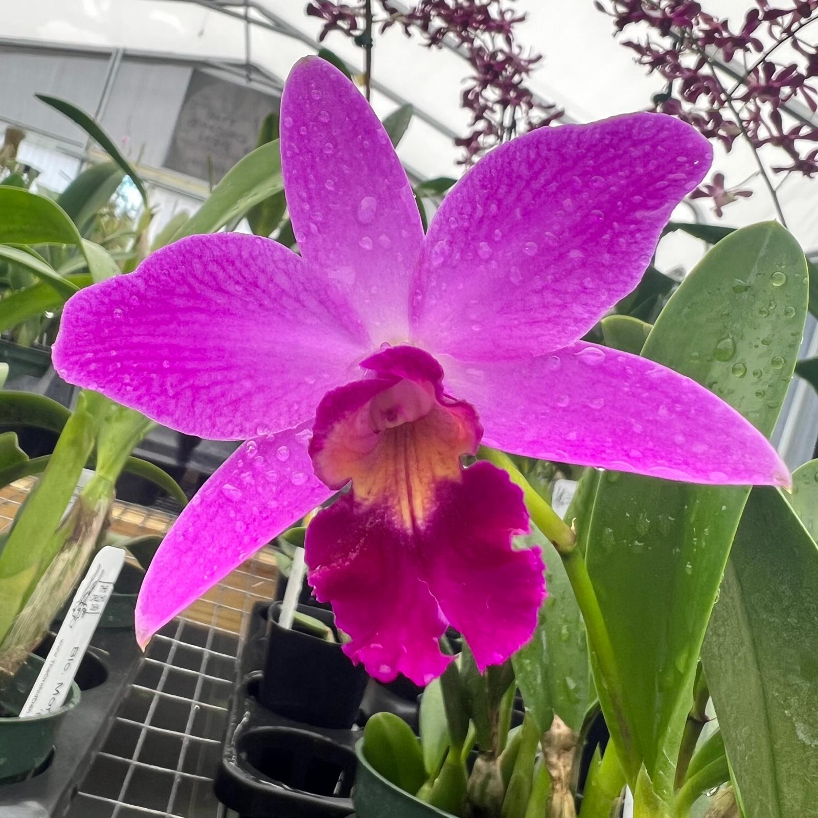 パープルセレナイト蝶々♡♡No.2195 Lc. Amethyst Star 'Parkside' – The Orchid Den