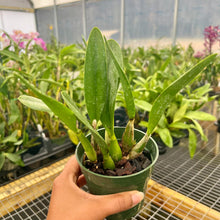 Load image into Gallery viewer, Lc. Amethyst Star 'Parkside'