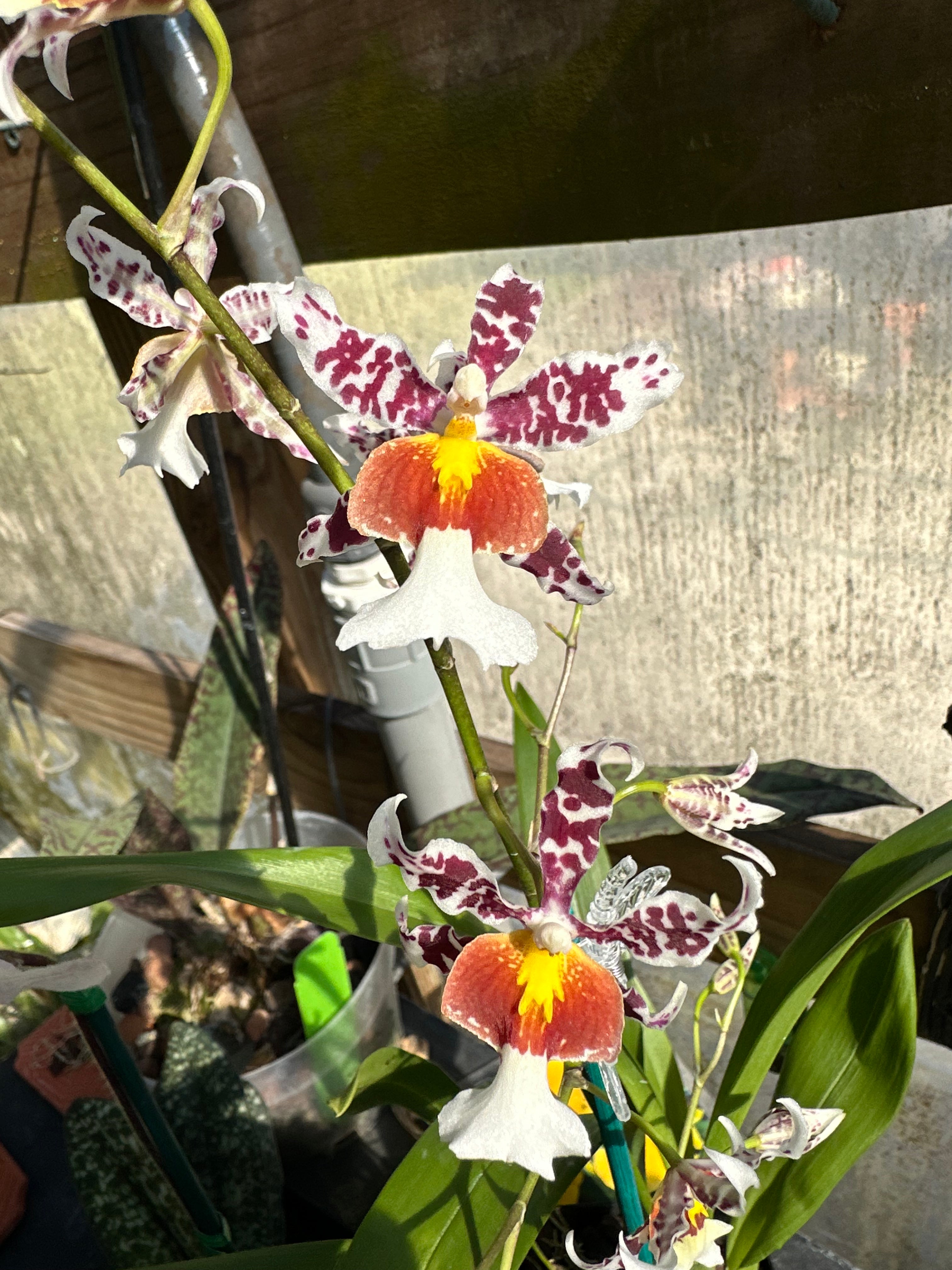 Oncidium Rex’s Luck ‘firefly’ – The Orchid Den