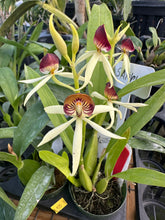 Load image into Gallery viewer, Psh. Green Hornet