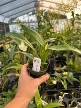 Load image into Gallery viewer, Psh. Green Hornet