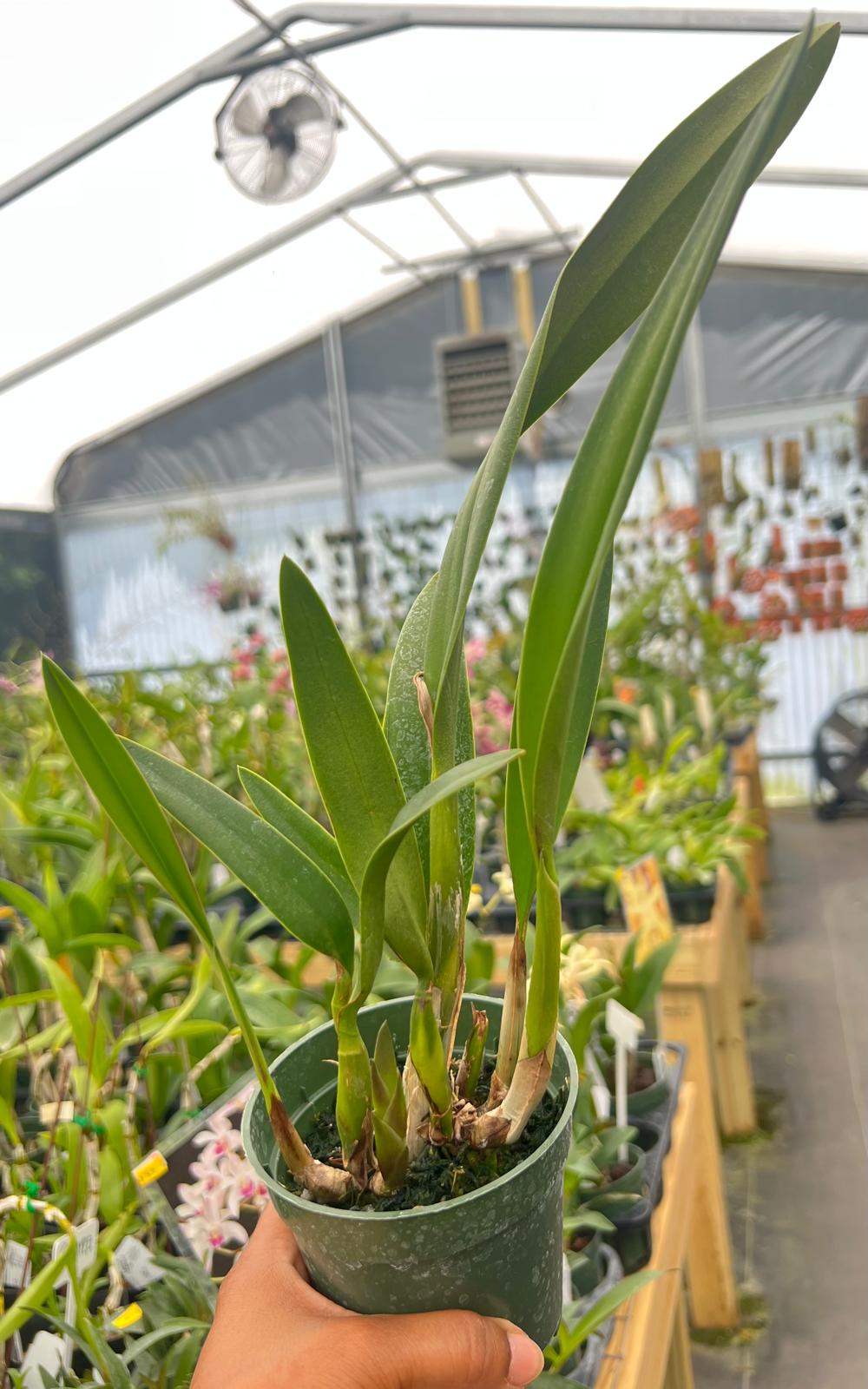 Lc. Santa Barbara Sunset 'Showtime' HCC/ AOS – The Orchid Den