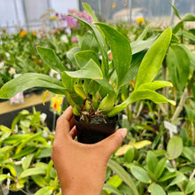 Load image into Gallery viewer, Gram. scriptum ('Small' x 'Super Bloomer')