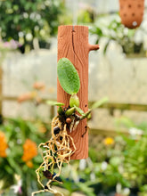 Load image into Gallery viewer, BRANCH MOUNT