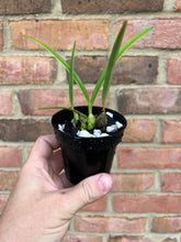 Load image into Gallery viewer, Enc. tampensis