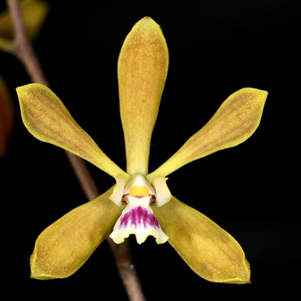 butterfly orchid native plant nursery palm beach gardens Enc. tampensis – The Orchid Den