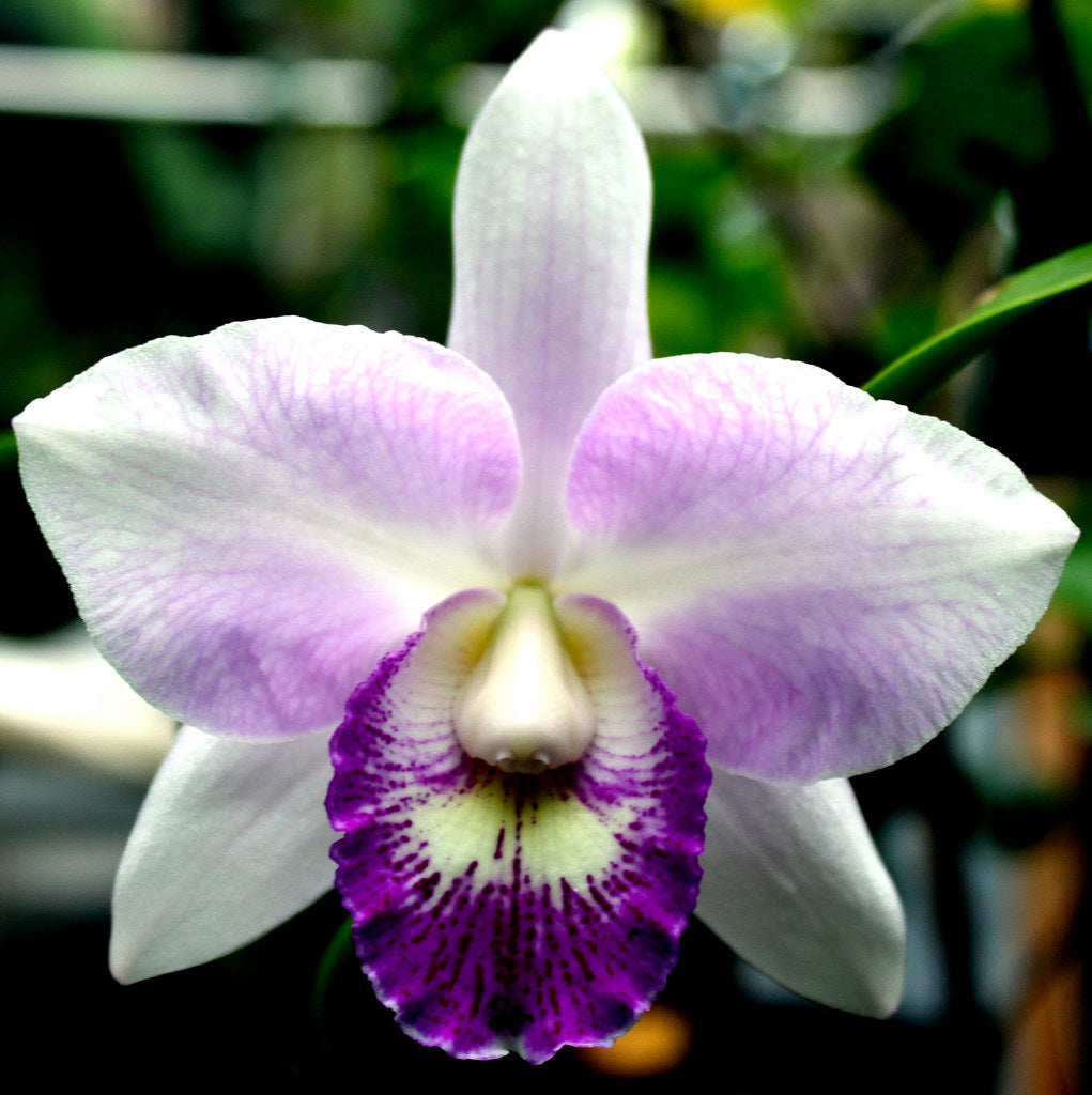 Cassigoli リトグラフ 紫陽花と海 Clty. Spring Fragrance 'Hawaii' – The Orchid Den
