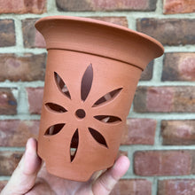Load image into Gallery viewer, Neo. falcata Pot