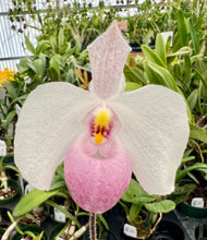 Load image into Gallery viewer, Paph. delenatii (&#39;White&#39; x &#39;Dunkel&#39;)
