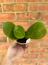Load image into Gallery viewer, Phalaenopsis Hannover Passion
