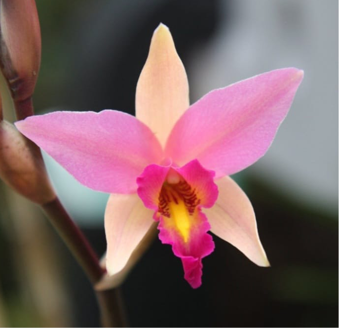 Lc. Santa Barbara Sunset 'Showtime' HCC/ AOS – The Orchid Den