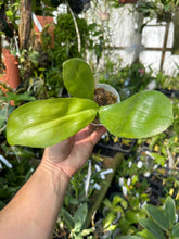 Load image into Gallery viewer, Phalaenopsis Yaphon Gelacea
