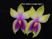 Load image into Gallery viewer, Phalaenopsis bellina
