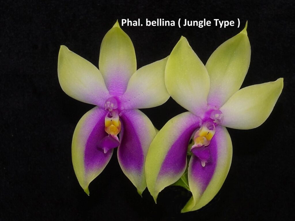 Phalaenopsis bellina