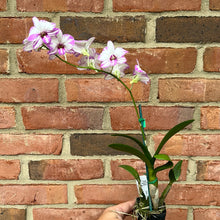 Load image into Gallery viewer, Dendrobium Enobi Purple &#39;Splash&#39;
