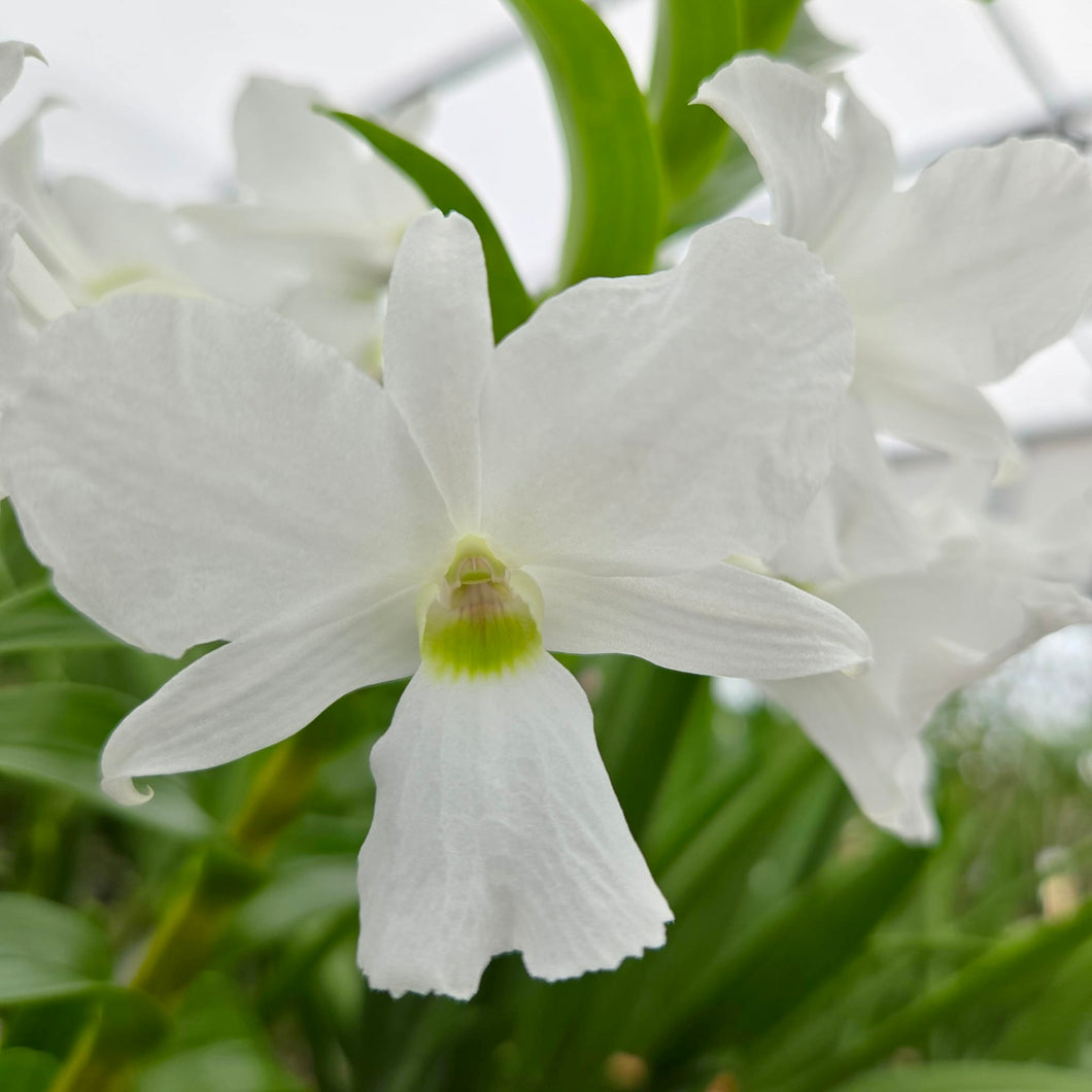 Den. sanderae var. luzonicum x sib.