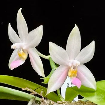 Phalaenopsis violacea Pink