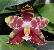 Load image into Gallery viewer, Phalaenopsis Hannover Passion
