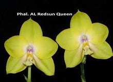 Load image into Gallery viewer, Phalaenopsis Al Redsun Queen
