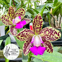 Load image into Gallery viewer, Cattleya Hot Spot &#39;Punatic&#39;
