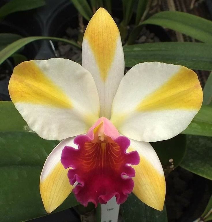 Rth. Air Dream 'Pretty Girl'