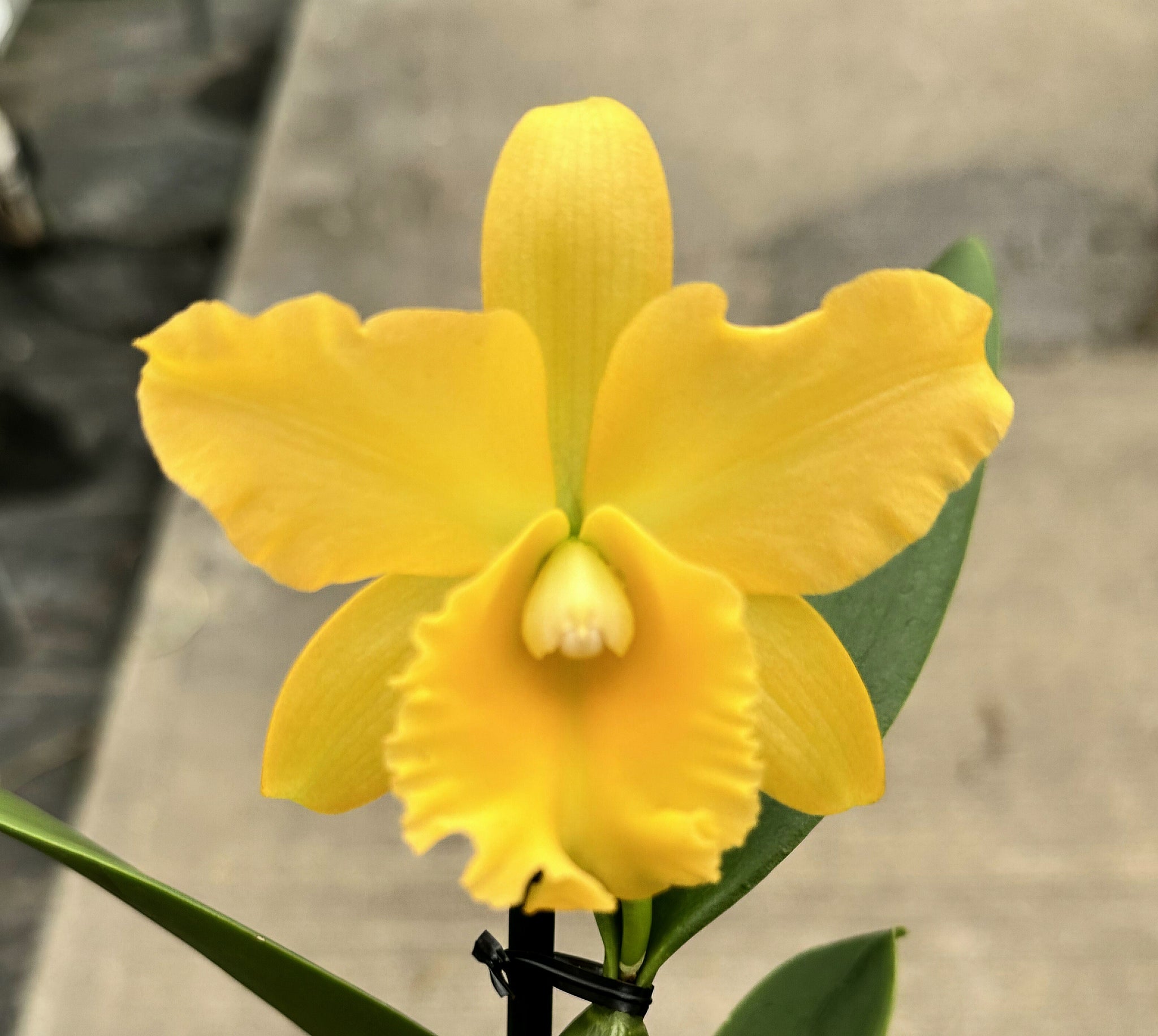Rth. Jairak Delight – The Orchid Den