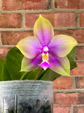 Load image into Gallery viewer, Phalaenopsis Smiley Prince &#39;Wilson&#39;
