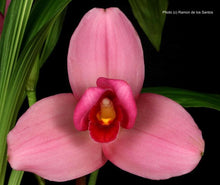 Load image into Gallery viewer, Lycaste Chita Impulse ‘Pink’
