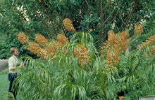 Load image into Gallery viewer, Grammatophyllum speciosum
