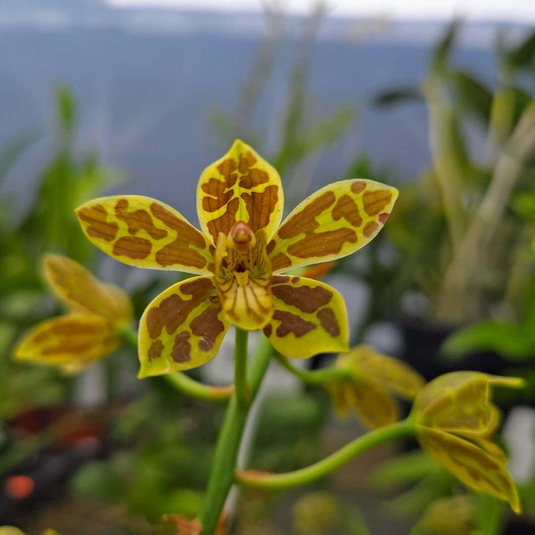 Gram. scriptum ('Small' x 'Super Bloomer')