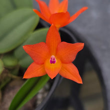 Load image into Gallery viewer, Cattleya cernua
