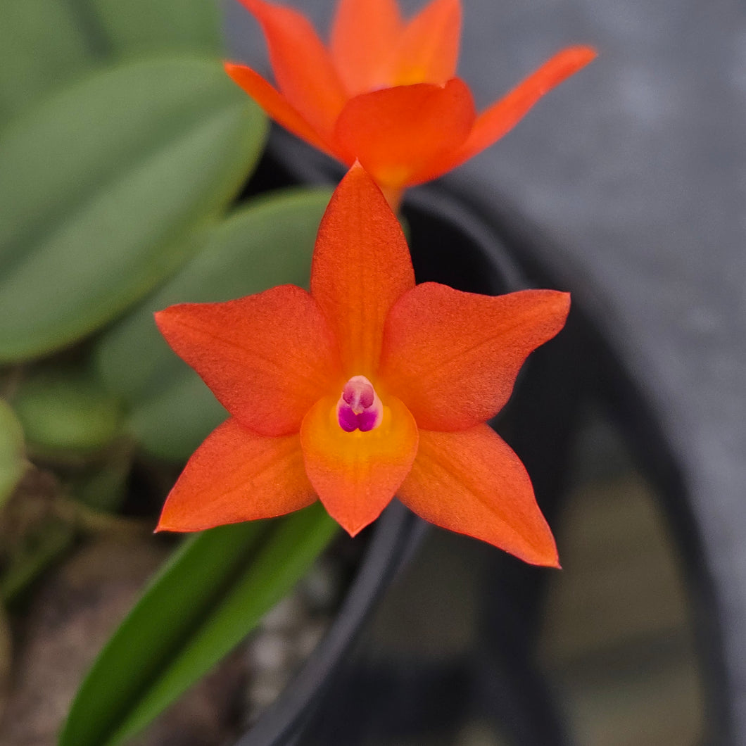 Cattleya cernua