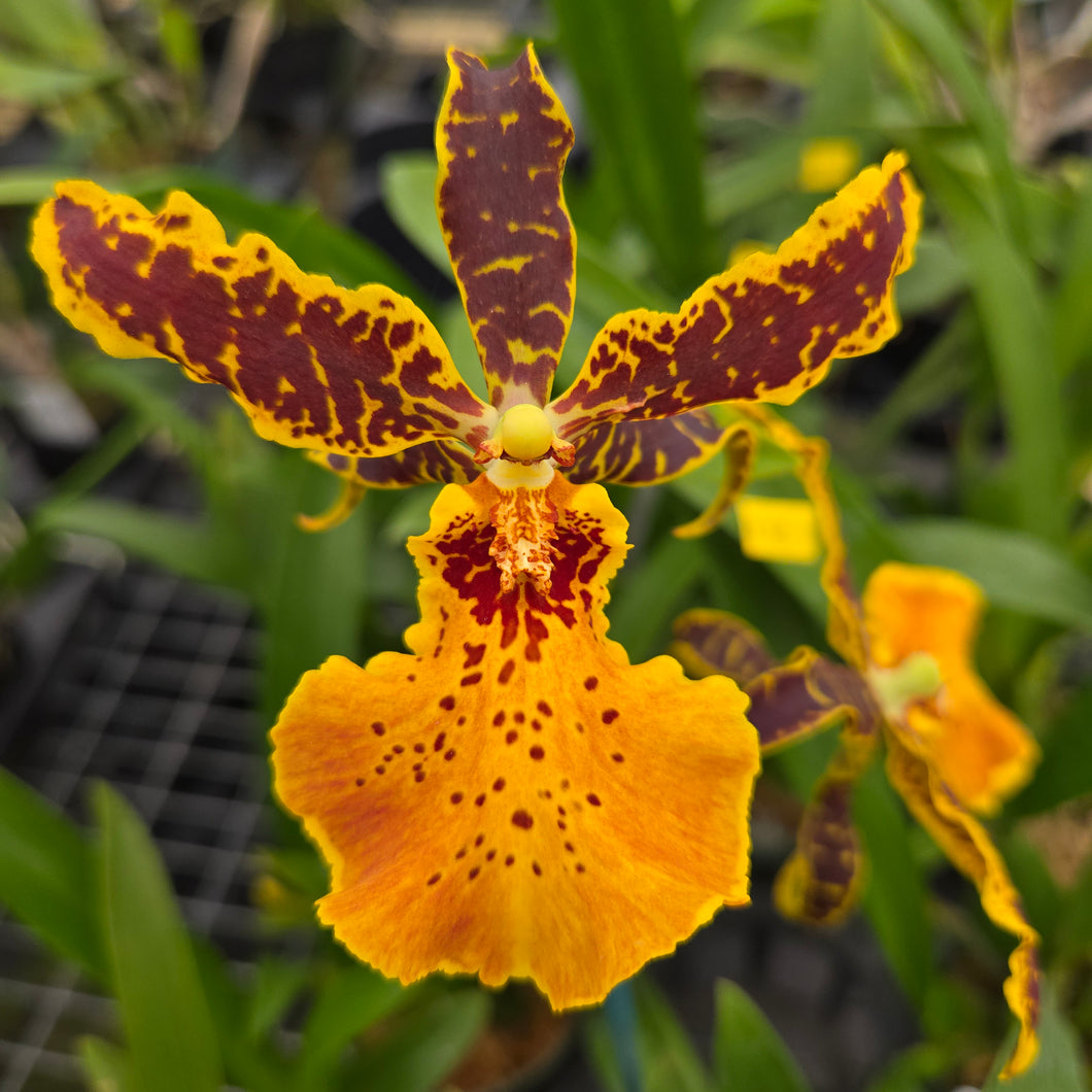 Alcra. Hilo Ablaze 'Hilo Gold' HCC/AOS