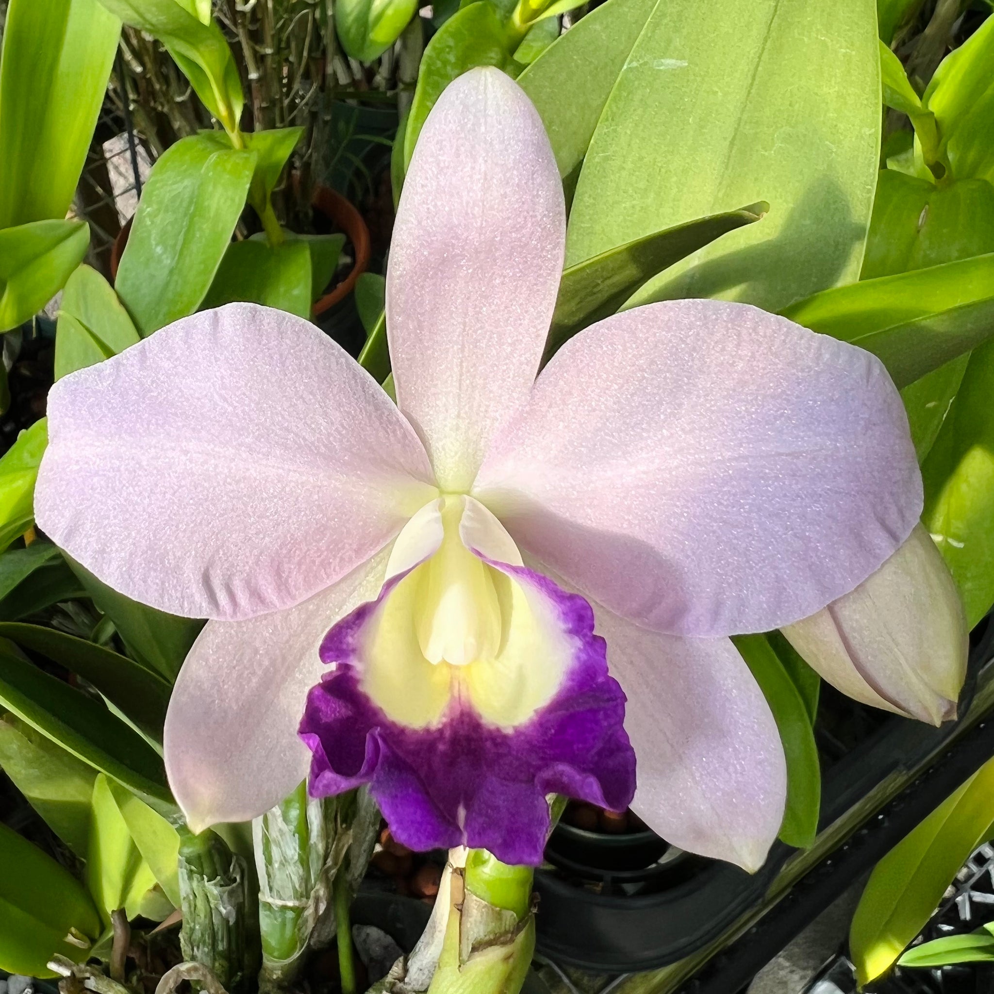 Lc. Busy Bev 'Blue Jewel' – The Orchid Den